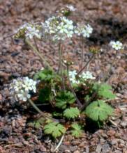 Androsace rotundifolia