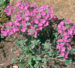 Androsace sarmentosa