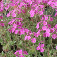 Androsace studiosorum