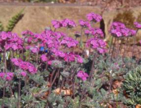 Androsace sempervivoides 'Susan Joan'