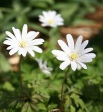 Anemone apennina var. albiflora Photo: A. Hoog