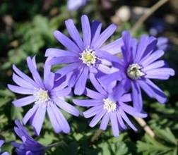 Anemone apennina 'Petrovac'