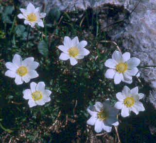 Anemone baldensis