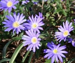 Anemone blanda 'Ingramii' Photo: A. Hoog