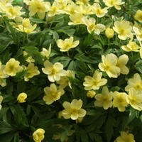 Anemone X lipsiensis 'Pallida'