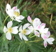 Anemone narcissiflora