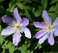 Anemone nemorosa 'Royal Blue'