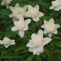 Anemone nemorosa 'Vestal'