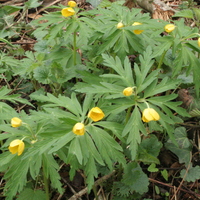 Anemone ranunculoides subsp. ranunculoides