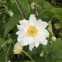 Anemone x hybrida 'Whirlwind'