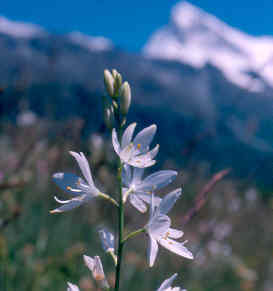 Anthericum liliago