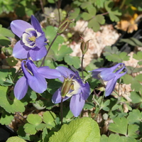 Aquilegia flabellata var. pumila