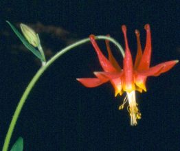 Aquilegia formosa