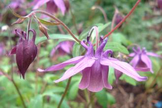 Aquilegia rockii