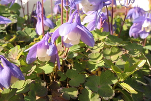Aquilegia saximontana