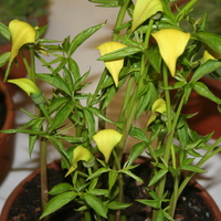 Arisaema flavum