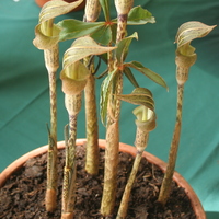 Arisaema nepenthoides