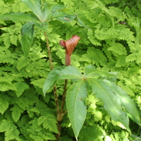 Arisaema nepenthoides