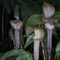 Arisaema nepenthoides