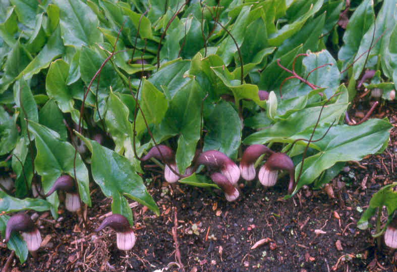 Arisarum proboscideum