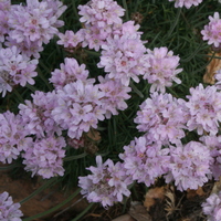 Armeria maritima