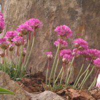 Armeria maritima 'Dsseldorfer Stolz'