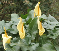 Arum creticum FCC form