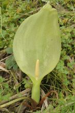Arum italicum
