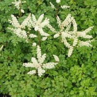 Aruncus aethusifolius