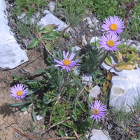 Aster alpinus