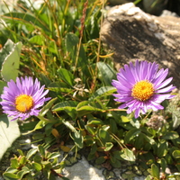 Aster alpinus