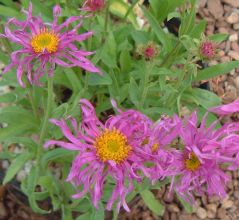 Aster alpinus 'Pinkie'