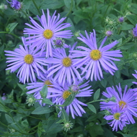 Aster frikartii 'Monch'