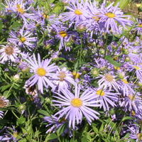 Aster frikartii 'Mnch'