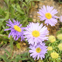 Aster likiangensis