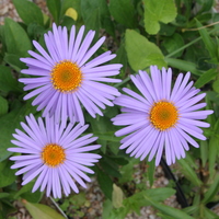Aster tongolensis