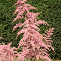 Astilbe 'Bressingham Beauty'