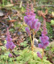 Astilbe chinensis var. pumila