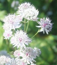 Astrantia major