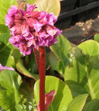Bergenia cordifolia