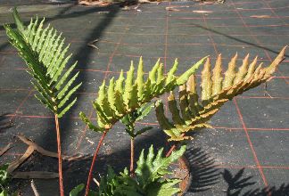 Blechnum chilense