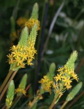 Bulbinella hookeri