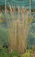 Calamagrostis x acutiflora 'Karl Foerster'