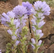 Campanula moesiaca