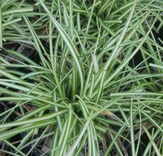 Carex oshimensis 'Evergold'