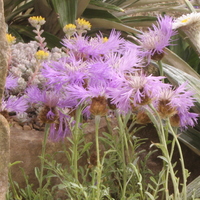 Centaurea bagadensis