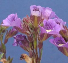 Chaenorhinum origanifolium 'Blue Dream'