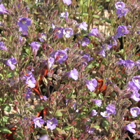 Chaenorrhinum origanifolium 'Blue Dream'