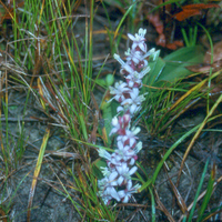 Reineckia carnea