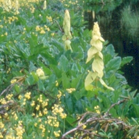 Primula sikkimensis + Rheum alexandre